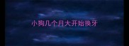 小狗几个月大开始换牙