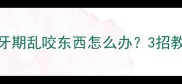 边境牧羊犬换牙期乱咬东西怎么办3招教你告别拆家怪