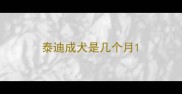 泰迪成犬是几个月
