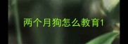 两个月狗怎么教育
