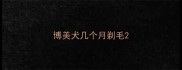 博美犬几个月剃毛