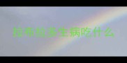 拉布拉多生病吃什么