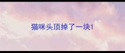 猫咪头顶掉了一块