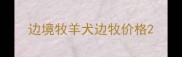 边境牧羊犬边牧价格