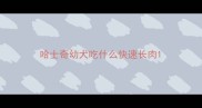 哈士奇幼犬吃什么快速长肉