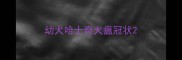 幼犬哈士奇犬瘟冠状