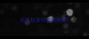 拉布拉多训练用狗粮