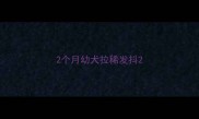 2个月幼犬拉稀发抖