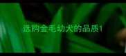 选购金毛幼犬的品质