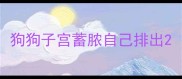狗狗子宫蓄脓自己排出