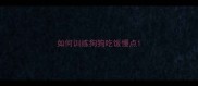 如何训练狗狗吃饭慢点