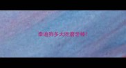 泰迪狗多大吃磨牙棒