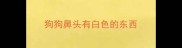 狗狗鼻头有白色的东西