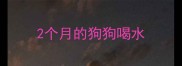 2个月的狗狗喝水