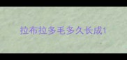 拉布拉多毛多久长成