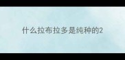 什么拉布拉多是纯种的