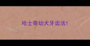 哈士奇幼犬牙齿活