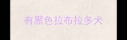 有黑色拉布拉多犬