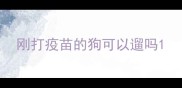 刚打疫苗的狗可以遛吗