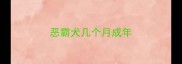 恶霸犬几个月成年