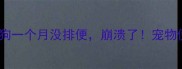 紧急求助我家猫狗一个月没排便崩溃了宠物便秘自救指南来了
