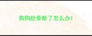 狗狗肋骨断了怎么办