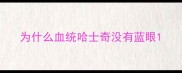 为什么血统哈士奇没有蓝眼