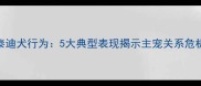 泰迪犬行为5大典型表现揭示主宠关系危机