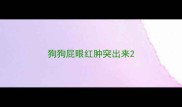 狗狗屁眼红肿突出来