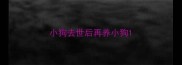 小狗去世后再养小狗