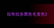 拉布拉多黑色毛变色