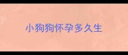 小狗狗怀孕多久生