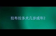 拉布拉多犬几岁成年