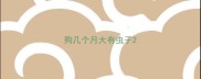 狗几个月大有虫子