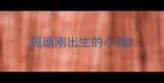 照顾刚出生的小狗