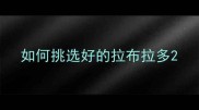 如何挑选好的拉布拉多