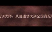 拉布拉多冠军杰克训犬师从普通幼犬到全国赛冠军的365天全记录