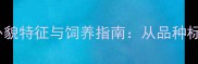 纯种拉布拉多犬外貌特征与饲养指南从品种标准到科学养护全
