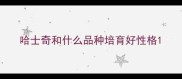 哈士奇和什么品种培育好性格