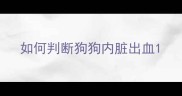 如何判断狗狗内脏出血