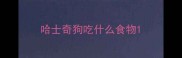 哈士奇狗吃什么食物
