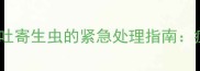 金毛犬食欲不振伴呕吐寄生虫的紧急处理指南症状与科学护理方案