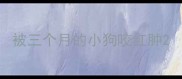 被三个月的小狗咬红肿