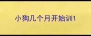 小狗几个月开始训