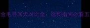 拉布拉多与金毛寻回犬对比全选狗指南必看五大核心差异