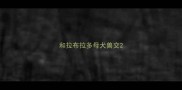 和拉布拉多母犬兽交