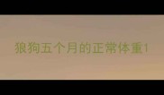 狼狗五个月的正常体重