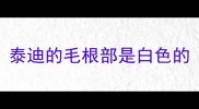 泰迪的毛根部是白色的