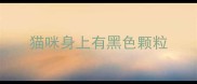 猫咪身上有黑色颗粒