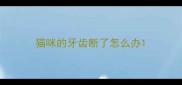 猫咪的牙齿断了怎么办